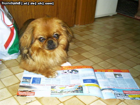 Pekingese beim lesen...