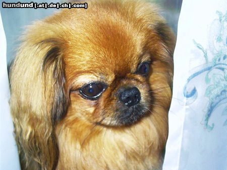 Pekingese hey, hey, hey...