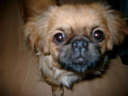 Pekingese kuckuck