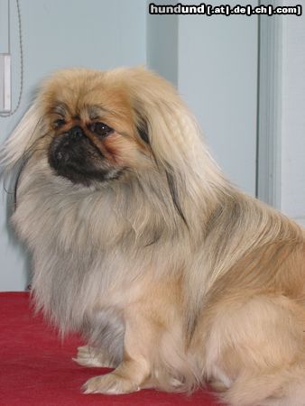 Pekingese Bodo 