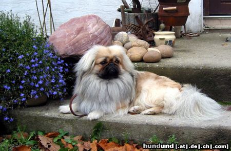 Pekingese Das ist unser Bodo ! 