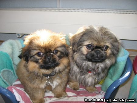 Pekingese Lady und Senej 10 Wochen alt