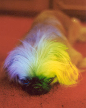 Pekingese Im Regenbogenfarbe