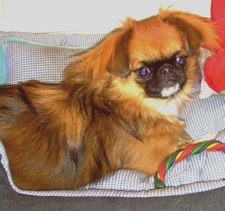 Pekingese Ich bin Kessy und bin frech