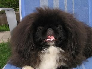 Pekingese Kennel    Chaneira