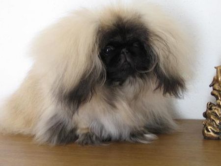 Pekingese Kennel 