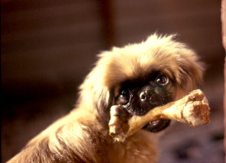 Pekingese Diesen Knochen halte ich aber fest