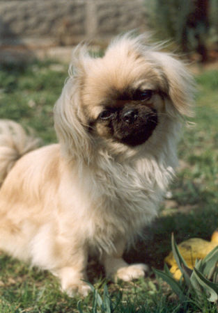 Pekingese Unser Liebling aus Ungarn