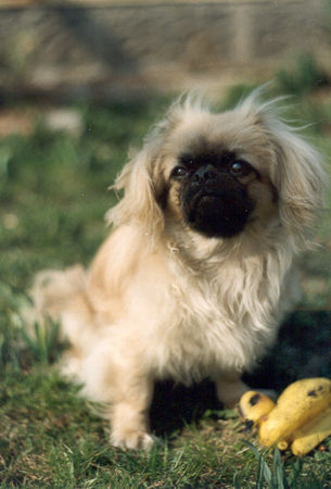 Pekingese