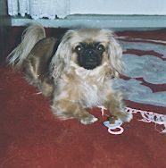 Pekingese