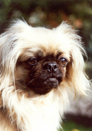 Pekingese Beim Besuch in Neustadt Schwarzwald