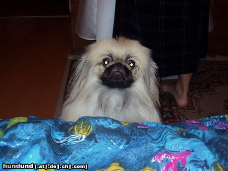 Pekingese persik