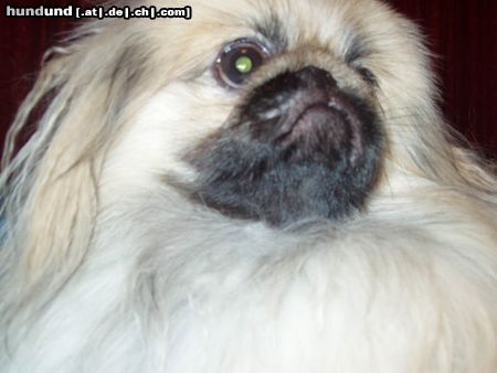 Pekingese persik