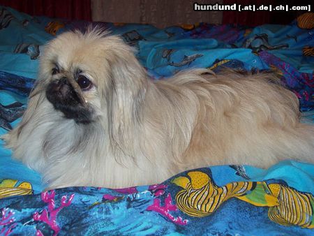 Pekingese