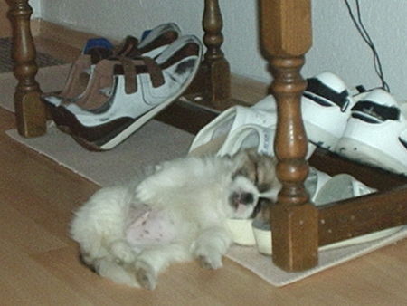 Pekingese GIZMO bei seiner Siesta