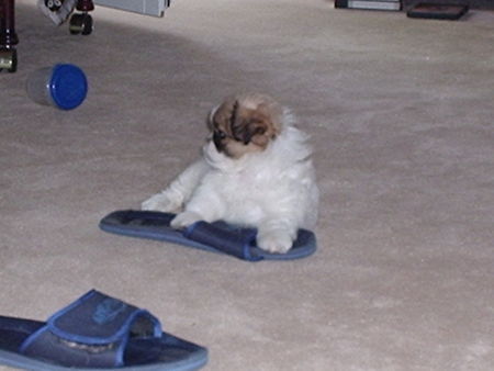 Pekingese GIZMO ca 10 Wochen alt