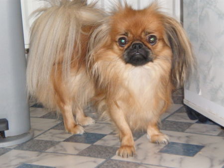 Pekingese Bubuschka