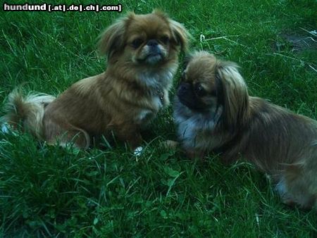 Pekingese Mami und Tochter