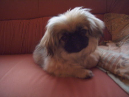 Pekingese Mine Laila