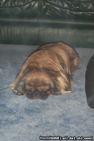 Pekingese Schnarch