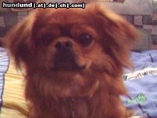 Pekingese Rocky