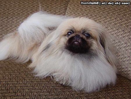 Pekingese PERS CHIN JU SI