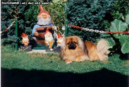 Pekingese Er war der beste Freund