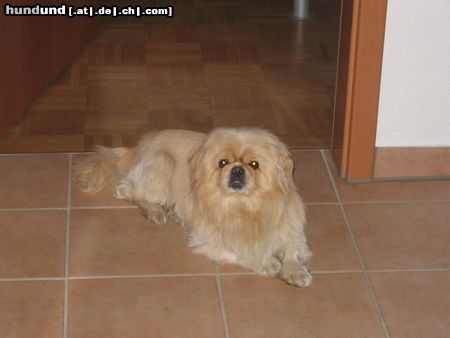 Pekingese flocke  sommer 2004