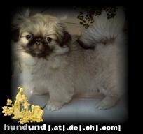 Pekingese ich bin die xenia