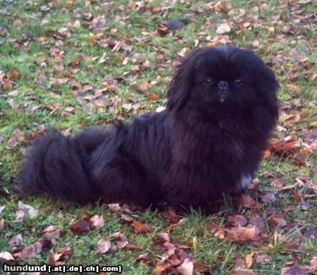 Pekingese pekinese