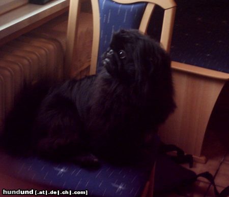 Pekingese ich bin der king von pekinesen hahaha....