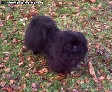 Pekingese ich bin bassik