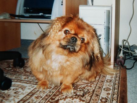 Pekingese Unser Blacky 