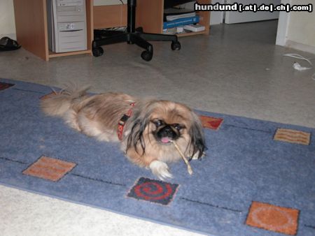 Pekingese