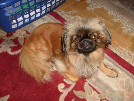 Pekingese daisy