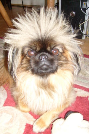 Pekingese daisy