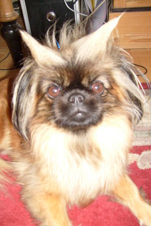 Pekingese daisy