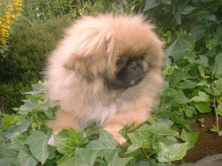 Pekingese Evchen Of Empress Tzu - Shi