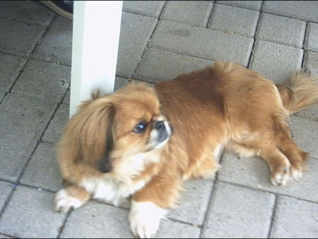 Pekingese