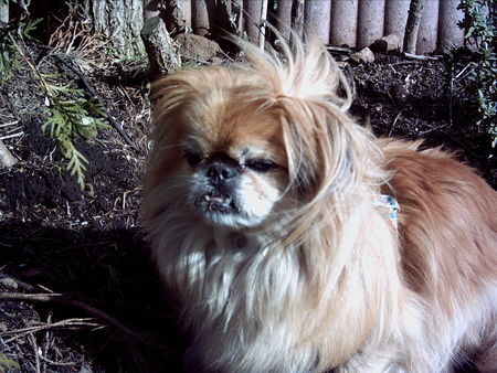 Pekingese Jacky