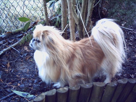 Pekingese Jacky