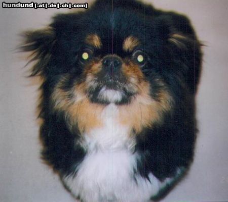 Pekingese Der schönste Hund der Welt - mein Jerry!