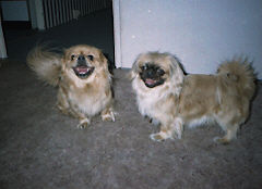 Pekingese Maja & ihr Bruder Focki