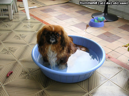 Pekingese Peki