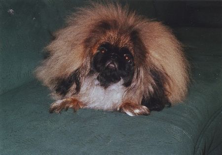 Pekingese CHANEIRA     FDH / FCI