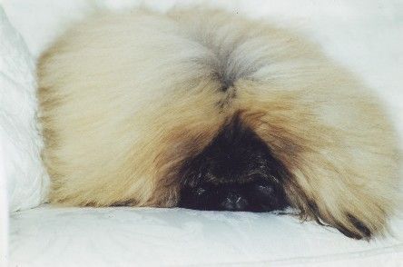 Pekingese Kennel  