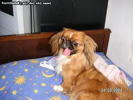 Pekingese Peki aus Georgien