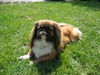 Pekingese Hund