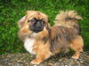 Pekingese Hund