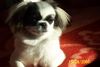 Pekingese Hund